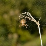 Die Gartenkreuzspinne (Araneus diadematus) gehört in der Ruhraue zu den verbreiteten Radnetzspinnen. Sie baut ein großes, engmaschiges Fangnetz.
