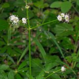 Der unauffällige Wald-Sanikel (Sanicula europaea) gehört zu den Doldenblütlern. Er ist eine Charakterpflanze von Laubwäldern auf kalkhaltigen, nähstoffreichen Böden.