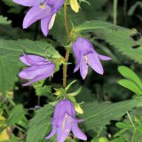 Die Nesselblättrige Glockblume (Campanula trachelium) ist im Sauerland in krautreichen Laubwäldern weit verbreitet.
