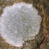 Eine verbreitete Krustenflechte an glattrindigen Bäumen ist die Schriftflechte (Graphis scripta), so benannt nach den runenartigen schwarzen Fruchtkörpern.