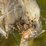 Die Vierfleckkreuzspinne (Araneus quadratus) ist eine in der grasigen Hochstaudenflur der Ruhraue verbreitete Radnetzspinne. Sie wartet in ihrer „Sitzlaube“ neben dem Fangnetz auf Beute.