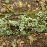 Auf den Ästen der Krone alter Eichen wachsen verschiedene Blattflechten wie die Sulcatflechte (Parmelia sulcata) links und die Graue Tartschenflechte (Platismatia glauca) rechts.