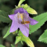 Der große violettblaue Blütenkelch der Nesselblättrigen Glockenblume (Campanula trachelium) wird von Schwebfliegen, hier von der Winterschwebfliege (Episyrphus balteatus), gerne als Nahrungsquelle aufgesucht.