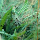 Die Wespenspinne (Argiope bruennichi) ist eine auffällige große Radnetzspinne, die in den letzten zwanzig Jahren auch in den Raum Arnsberg eingewandert ist.