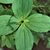 Die Einbeere (Paris quadrifolia) kommt in der Krautschicht von Laubwäldern auf basenreichen, humosen Böden verbreitet vor. Sie zeigt bei Laub- und Blütenblättern eine klare Vierzähligkeit, welche bei der Aufsicht gut zu sehen ist.
