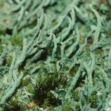 Am Stammfuß besonders von Eichen findet man häufig die Gewöhnliche Säulenflechte (Cladonia coniocraea).