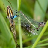Die Streckerspinne (Tetragnatha extensa) baut ihr Radnetz in Gewässernähe. Sie erbeutet auch Libellen wie hier eine Becherjungfer (Enallagma cyathigerum).