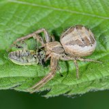 Die Braune Krabbenspinne (Xysticus sp.) hat einen Grünrüssler (Phyllobius sp.) gefangen.