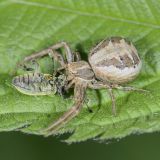 Die Braune Krabbenspinne (Xysticus sp.) hat einen Grünrüssler (Phyllobius sp.) gefangen.