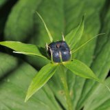 Alle Pflanzenteile der Einbeere (Paris quadrifolia), besonders die dunkle Beere, sind giftig!