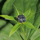 Alle Pflanzenteile der Einbeere (Paris quadrifolia), besonders die dunkle Beere, sind giftig!