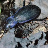Der blau-violette Waldlaufkäfer (Carabus problematicus) ist ein in der Dämmerung aktiver Räuber der Laubstreu. Er jagt nach Schnecken, Würmern und anderen Insekten.