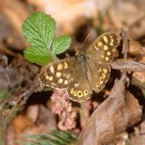 Das Waldbrettspiel (Pararge aegeria) ist ein typischer Waldschmetterling, der als Sitzwarten besonnte Stellen am Boden oder auf Sträuchern aufsucht.