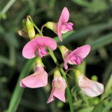 Am Waldrand wächst die Wald-Platterbse (Lathyrus sylvestris) und zeigt im Sommer ihre relativ großen violettroten Schmetterlingsblüten.