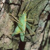 Die Gemeine Eichenschrecke (Meconema thalassinum) ist eine baumbewohnende, räuberische Heuschrecke und bevorzugt Eichen. Die Weibchen legen ihre Eier in Rindenspalten der Eiche.
