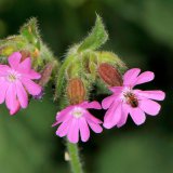An nährstoffreichen Waldrändern verbreitet ist auch die Rote Lichtnelke (Silene dioica) mit ihren auffälligen intensiv roten Blüten.