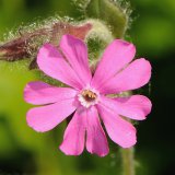 Die Blüte der roten Lichtnelke (Silene dioica) ist eine sogenannte Stielteller-Blüte: Sie besitzt eine flache tellerförmige Krone, auf der Bestäuber landen und Pollen fressen können, darunter einen röhrenförmigen Blütenbereich, auf dessen Grund Nektar zu finden ist.