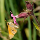 Nektar sammelnde Besucher der Roten Lichtnelke (Silene dioica) sind vor allem Schmetterlinge mit ihrem langen Rüssel, wie hier der Braunkolbige Dickkopffalter (Thymelicus sylvestris).