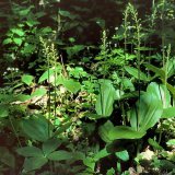 Zu den in der Sternhelle heimischen Orchideen zählt das Große Zweiblatt (Listera ovata). Wegen der grünlichen Färbung der Blüten ist diese Orchidee recht unauffällig. Wie alle einheimischen Orchideen ist das Zweiblatt geschützt!