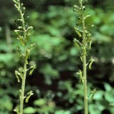 Die relativ kleinen Einzelbüten des Großen Zweiblatts (Listera ovata) weisen eine lange, gespaltene Lippe auf.