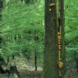 Der Schwefelporling (Laetiporus sulphureus) ist der gefährlichste Feind alter Eichen, befällt aber auch andere Laubbäume. Er erzeugt im Kernholz eine intensive Braunfäule. Dadurch wird der Stamm spröde und bricht bei einem Sturm ziemlich glatt durch.