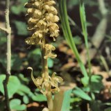 Die Vogelnestwurz (Neottia nidus-avis) ist auf den ersten Blick kaum als Orchidee zu erkennen. Die gelbbraune Pflanze besitzt nur wenig Chlorophyll und weist am Stängel lediglich kleine Schuppenblätter auf, so dass sie sich nicht selbst ernähren kann. Sie lebt zusammen mit einem Pilz, der die verdickten kurzen Wurzeln besiedelt. Dieser versorgt die Orchidee mit Wasser, Nährsalzen und organischen Nährstoffen aus moderndem Holz. Somit ist die Vogelnestwurz einer der wenigen Vollschmarotzer in unserer heimischen Pflanzenwelt. Die Vogelnestwurz ist geschützt!