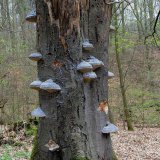 Der Zunderschwamm (Fomes fomentarius) befällt besonders verletzte und geschwächte alte Buchen. Er erzeugt eine intensive Weißfäule. Dadurch wird der Stamm weich und bricht schließlich zusammenbrechen.