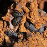 Alte Fruchtkörper des Zunderschwamms (Fomes fomentarius) sind der Lebensraum des Schwarzkäfers Bolitophagus reticulatus.