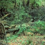 Eine vom Zunderschwamm (Fomes fomentarius) befallende alte Buche ist während eines Sturms umgestürzt.