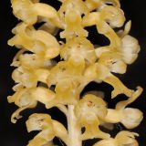 Die Blütenähre weist viele, dicht stehende, gelbbraunen Blüten mit ausgeprägter Lippe auf.