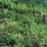 Eine Besonderheit in der Krautschicht der Sternhelle ist das Manns-Knabenkraut (Orchis mascula). Es blüht im späten Frühjahr. Das Manns-Knabenkraut steht unter Naturschutz!