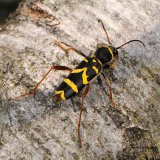 Der wespenartig gefärbte Gemeine Widderbock (Clytus arietis) nutzt frisches Totholz von Eichen und Buchen als Brutholz.