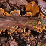 Der Eichen-Schichtpilz (Stereum gausapatum) besiedelt tote Eichenstämme und -äste.
