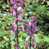 Der Blütenstand des Manns-Knabenkrauts (Orchis mascula) besteht aus locker stehenden, relativ großen typischen Orchideenblüten.