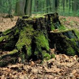 Baumstümpfe gefällter Bäume werden sukzessiv von verschiedenen Holzpilzen zersetzt und von Moospostern überzogen.