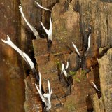 Ein sehr häufiger Pilz an alten Baumstümpfen von Laubbäumen ist die Geweihförmige Holzkeule (Xylaria hypoxylon). Die Konidien, asexuell gebildete Sporen, färben die Spitzen der Fruchtkörper weiß.