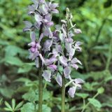 Beim Manns-Knabenkraut (Orchis mascula) können die einzelnen Orchideenpflanzen eines Bestands unterschiedliche Ausfärbungen der Blüten aufweisen: Die meisten Pflanzen haben rot-violette Blüten. Einzelne zeigen jedoch blass-rosa gefärbte Blüten.