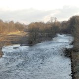 Durch Verlegung des Ruhrradwegs wurde die Uferzone erheblich aufgeweitet. Hier bilden sich neue Hochstaudenfluren aus.
