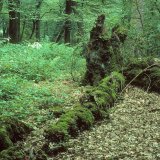Liegendes, stark zusetztes Totholz wird von vielen verschiedenen Insekten, aber auch von Amphibien und Reptilien als Teillebensraum genutzt.