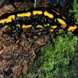 Der Feuersalamander (Salamandra salamandra) versteckt sich tagsüber unter loser Rinde alter Baumstümpfe.