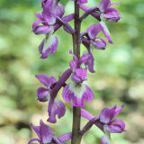 Zur Einzelblüte des Manns-Knabenkrauts (Orchis mascula) gehört eine große dreilappige Lippe mit einem keulenförmigen Sporn.