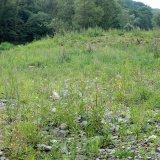 Wenige Monate nach Abschluss der Renaturierung begann die Vegetationssukzession auf den neuen Flussschotterflächen.