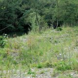 Pionier-Pflanzenarten sowie eingetragene Kulturpflanzen besiedelten bereits im ersten Jahr weite Renaturierungsflächen.