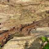Die durch Holzzersetzung entstandenen Spalten von alten Baumstämmen bieten Waldeidechsen (Zootoca vivipara) einen Unterschlupf.