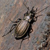 Der gekörnte Laufkäfer (Carabus granulatus) nutzt den Hohlraum unter loser Rinde als Tagesversteck und besonders als Überwinterungsraum.
