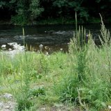 Die über ein Meter hohe Färber-Resede (Reseda luteola) weist lange Blütenähren mit vielen hellgelben Blüten auf.