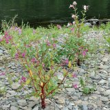 Das aus Ostindien stammende Drüsige Springkraut (Impatiens glandulifera) hat in Uferbereichen eine starke Ausbreitungstendenz bis zum Waldrand.