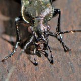 Mit seinen starken, zangenartigen Mandibeln erbeutet der gekörnte Laufkäfer (Carabus granulatus) Schnecken, Würmer und andere Insekten auf dem Waldboden.