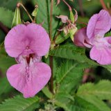 Die großen Blüten des Drüsige Springkrauts (Impatiens glandulifera) sind besonders bei Hummeln als Nektar- und Pollenquelle beliebt.