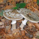 Der graue Wulstling (Amanita excelsa) ist ein nicht gilftiger Verwandter des Knollenblätterpilzes. Er wächst verbreitet in Laubwäldern auf saurem Boden.
